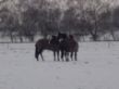 Winter 2012 100.JPG