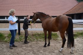 Reitabzeichen 2013 033.JPG